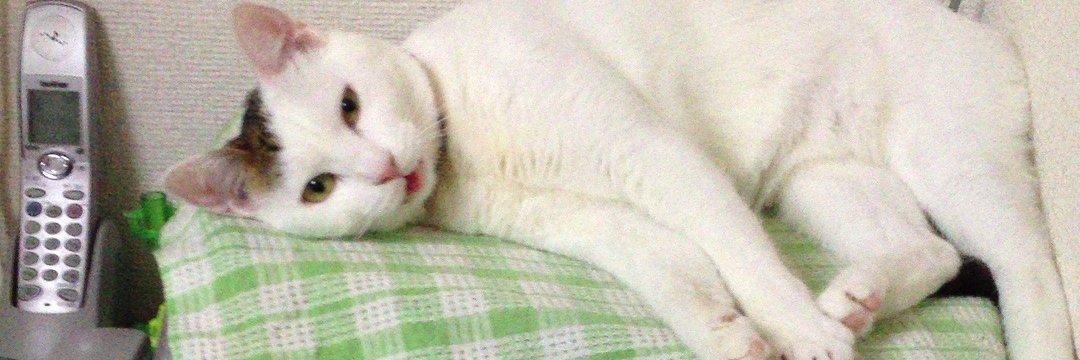 kik_kyo's profile banner image