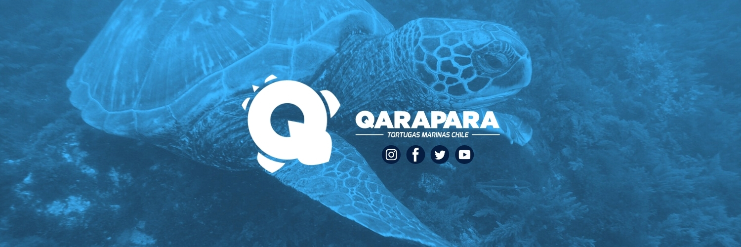 ONG QARAPARA Tortugas Marinas Chile banner