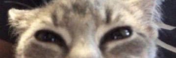 SillyCrill's profile banner image
