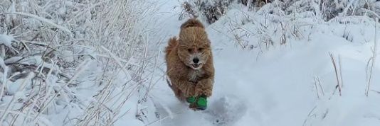 FPL Cr⬡pduster banner