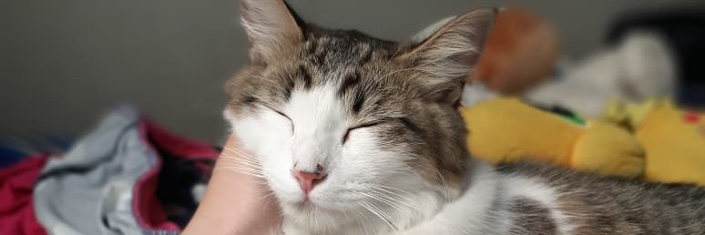 mosual's profile banner image