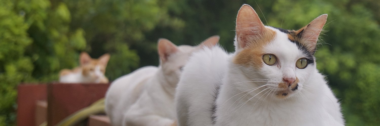 paxibrahim's profile banner image