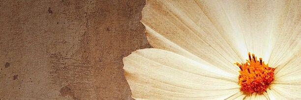 Kisha_7597's profile banner image