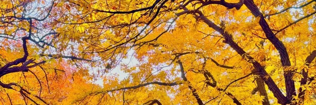 迷迷瞪瞪（互fo互赞）🌺🌺 banner