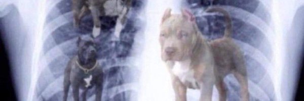 thegoat3280 Profile Banner