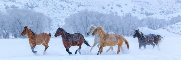 horseimage Profile Banner