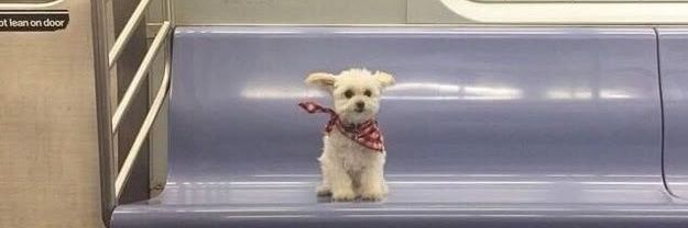 ماچا خانومی banner