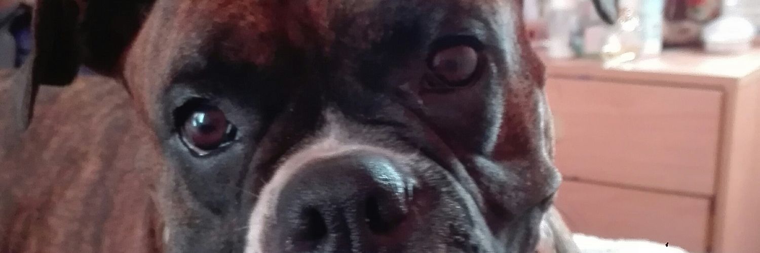evacardozo2208's profile banner image