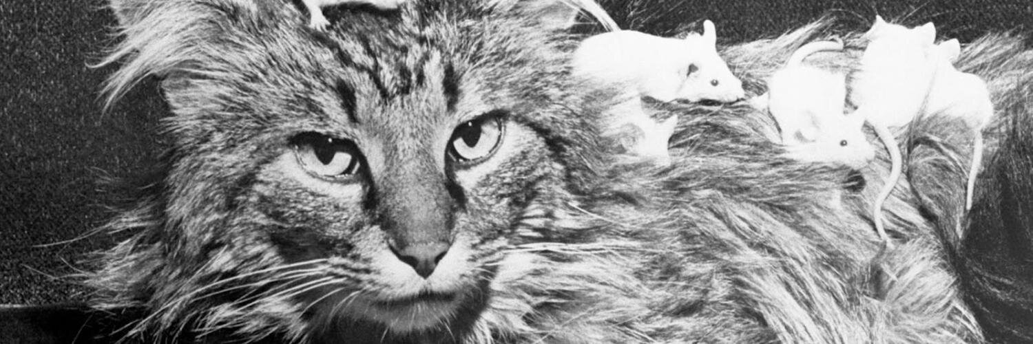 lazy13_'s profile banner image