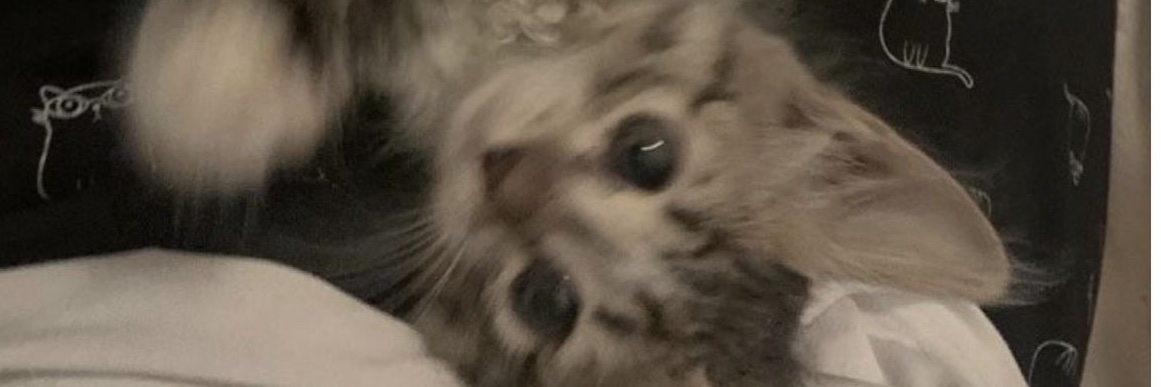 vi 🦋 banner