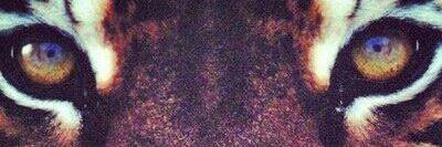 Milopezrusso's profile banner image