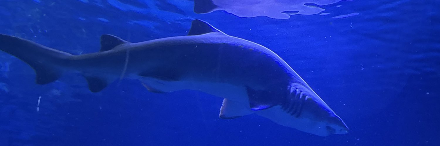 Tess ~🍀 🎧 Buscadora de Ikigais | Editora 🎍 banner