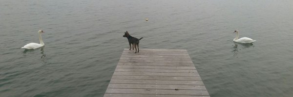 DieSucht Profile Banner