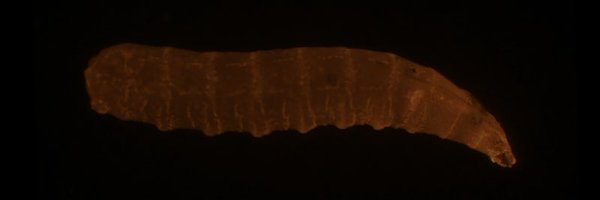 sdavydova23 Profile Banner