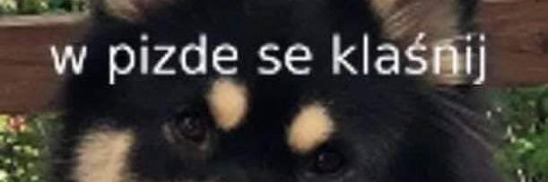 Mateusz Straszewski🇵🇱🇪🇺🇺🇦🍉 banner