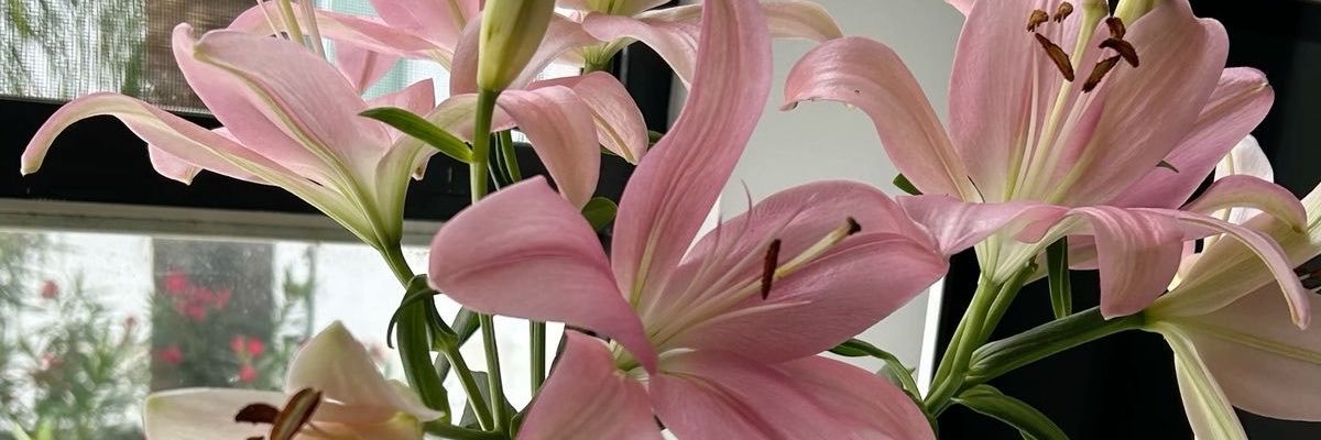 lnilies's profile banner image