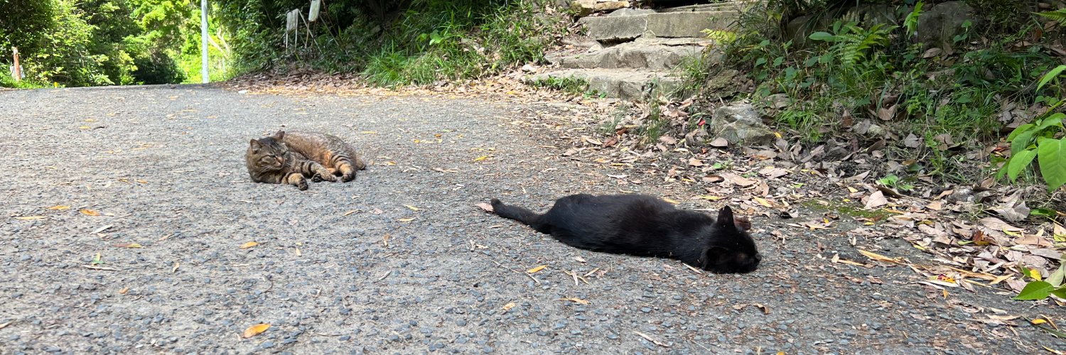 Two stray cats laying on the ground in rural Kyoto, one tabby and one black