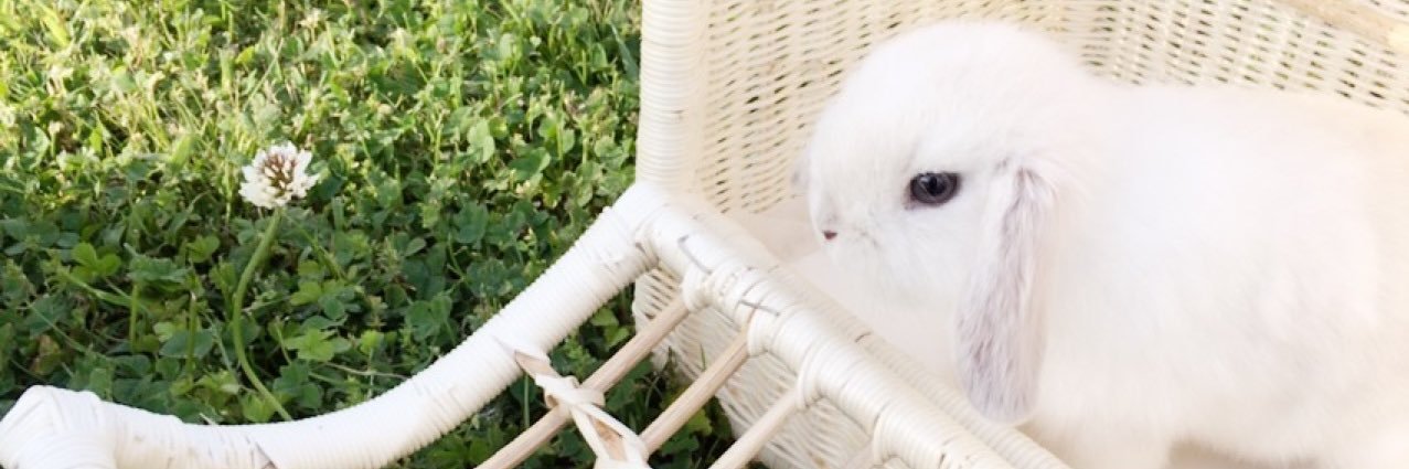 pipipyokon's profile banner image