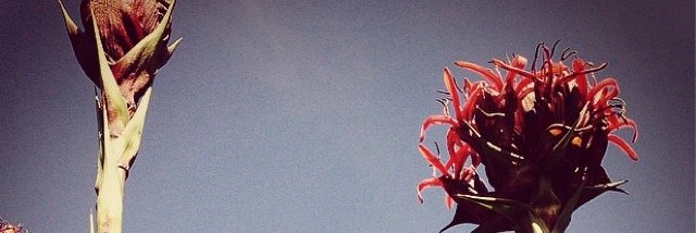 Janis F banner