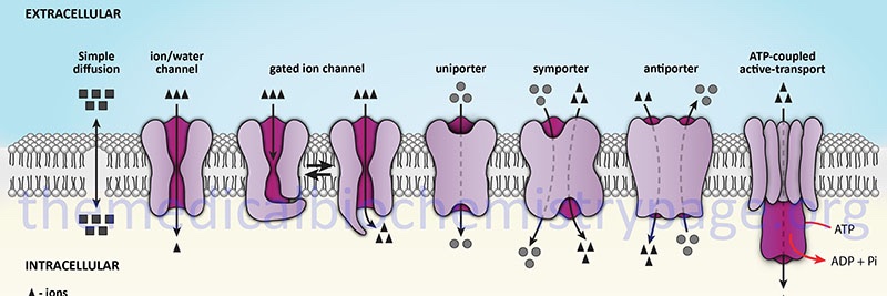 Membrane Protein PDB's banner