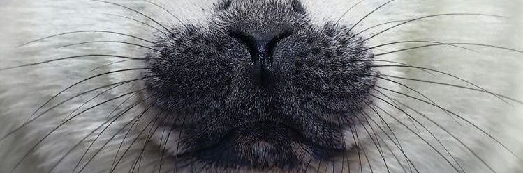 kittycatkaveh's profile banner image