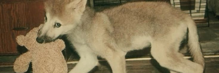 banan 🦴🐕 banner