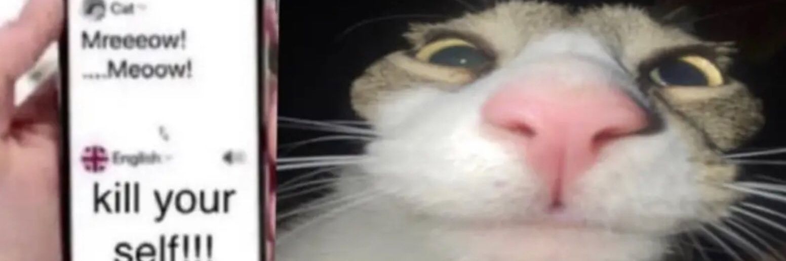 Miau :3 (Cat Posting) 🇵🇸 banner