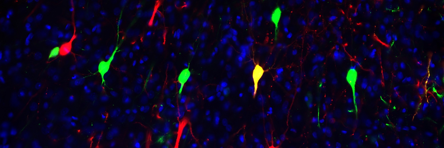 Benjamin Saunders banner