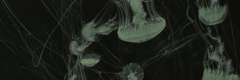 Nova/Clown | 1# TWO WUV FAN |'s banner