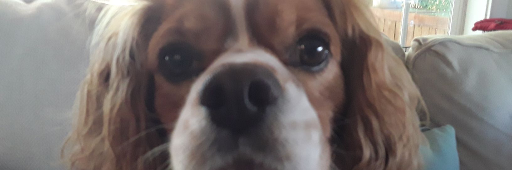 dsmutley's profile banner image