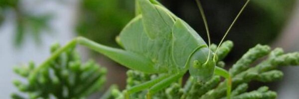 clodoveu Profile Banner