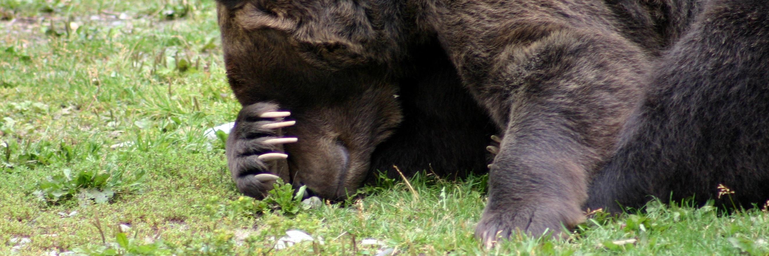 Ciarán Bohane banner