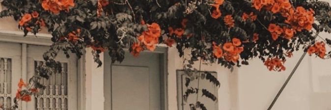 بدون اسم 🕊️ banner