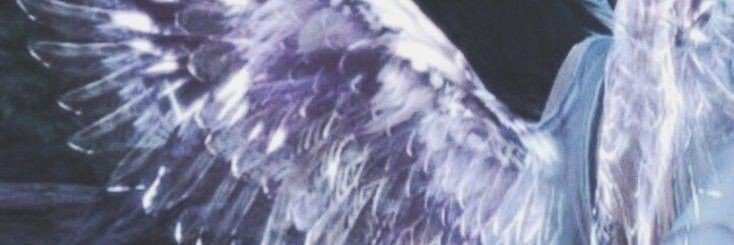 lil_sunflow3r's profile banner image