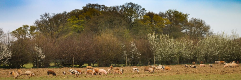 Chiltern Farm Food (@Stockings_Farm) / Posts / X