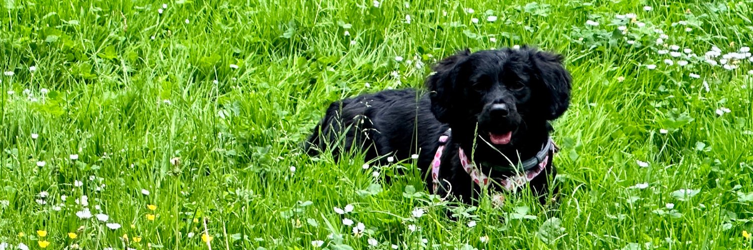 Lissy - Ministerin für Quatschkopfen banner