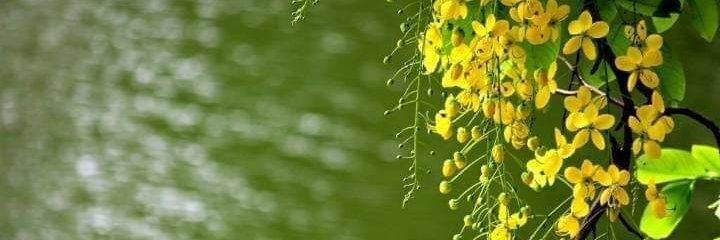 4bluebell's profile banner image