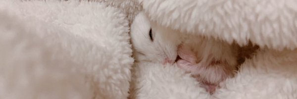 chuuukiri Profile Banner