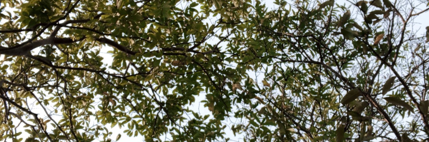 sarebloom's profile banner image