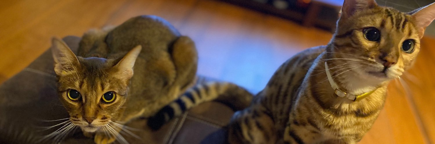 takeo🐈🐕️ banner