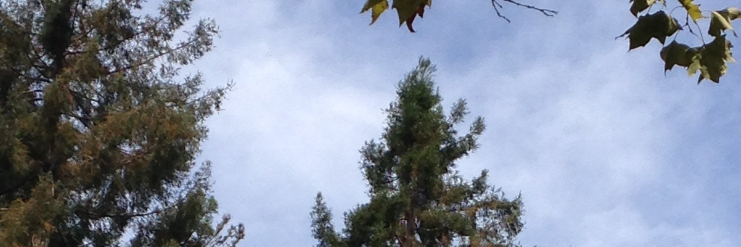 Mariana Barraza Lloréns banner