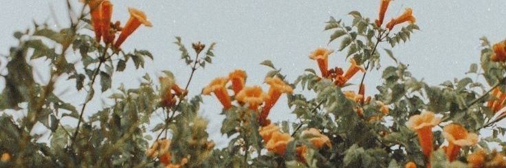 Mari_flrs's profile banner image