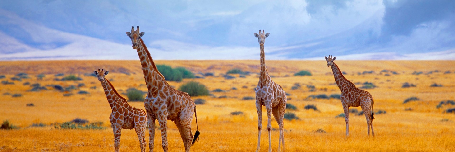 solparak's profile banner image