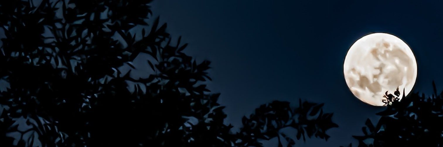 wleed banner