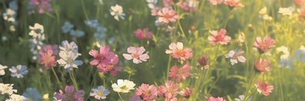 smolaurii Profile Banner