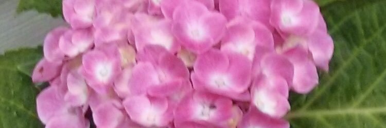 Debra Draper's banner