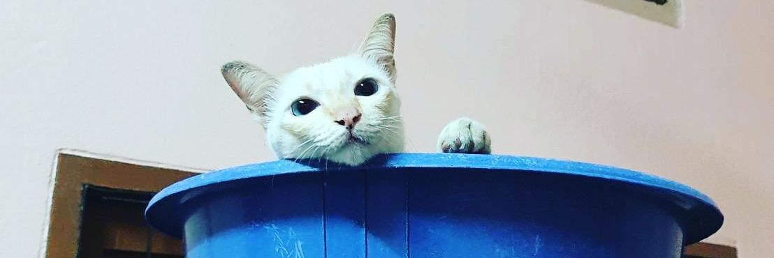 Priszila's profile banner image