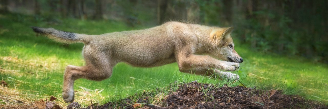 Yellow River Wildlife Sanctuary banner