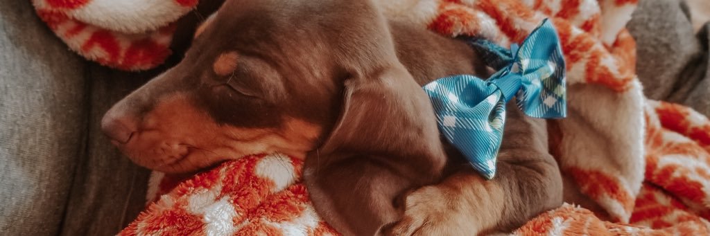 MacyJLaGrone's profile banner image