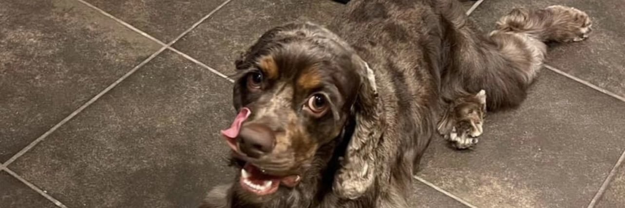 Andrea Cornea banner